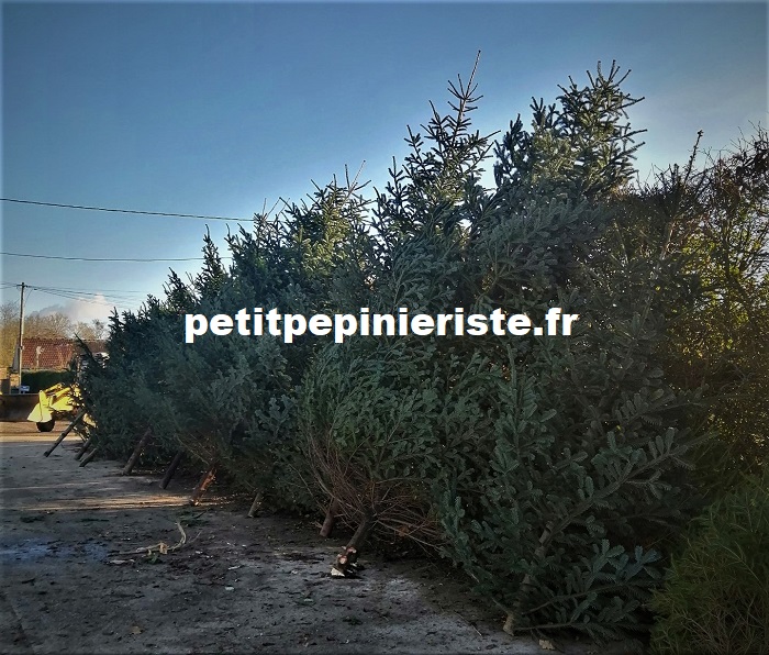 GRAND Sapin de Noël